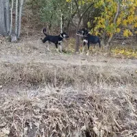 9999|سیمکارت|سراب, |دیوار