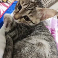 واگذاری بچه گربه|گربه|بندر انزلی, پاسداران|دیوار