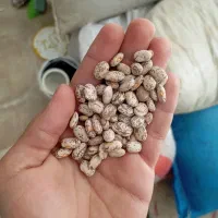 لوبیا چیتی ارتشی ابلغ