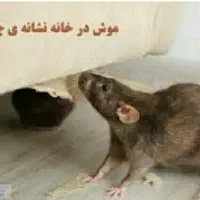 دفع موش بدون بو|خدمات نظافت|کیش, |دیوار