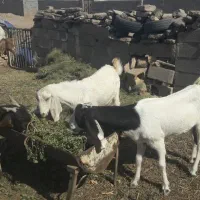 ۶عددبزبه همراه۳بزغاله|حیوانات مزرعه|بجستان, |دیوار