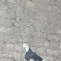 شازده