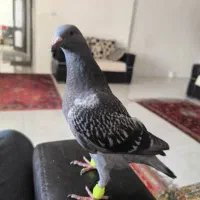 جفت کبوتر پلاکی|پرنده|شیراز, باغشهر اهل بیت|دیوار