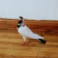 نرکله دم