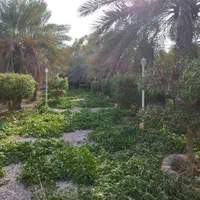 هرس کردن و تمیز کردن وقطع درختان و نخل بزرگ|خدمات باغبانی و درختکاری|بندرعباس, |دیوار