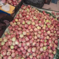 سیب درختی زرد و قرمز برای مدرسه ، به و انگور سیاه