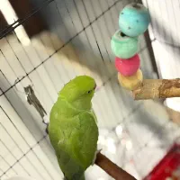 طوطی ملنگو نر|پرنده|آستانه اشرفیه, |دیوار