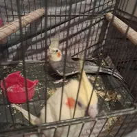 عروس هلندی جفت وتکی تخم نطفه دار