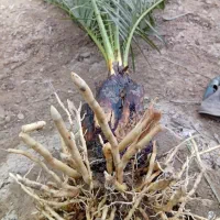 فروش انواع پاجوش|خدمات باغبانی و درختکاری|برازجان, |دیوار