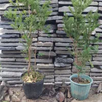 تاکسوز باکاتا(Taxus baccata)