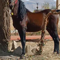 اسب نر|اسب و تجهیزات اسبسواری|سیلوانه, |دیوار