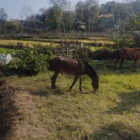 قاطر|حیوانات مزرعه|سیاهکل, |دیوار