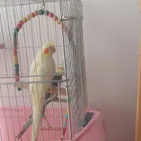 فروش دو عدد عروس هلندی