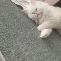 گربه پرشین یک سال باشناسنامه وکل وسیله هاش