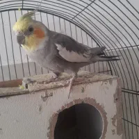 عروس هلندی نر دستی باقفس جدید لوازم کامل