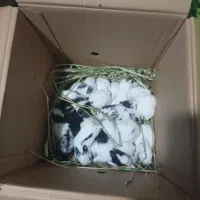 سلطان خرگوش