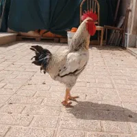 خروس چاق