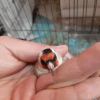 سهره|پرنده|رشت, شهریاران|دیوار