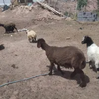 بره قوچی هترو|حیوانات مزرعه|چناران, |دیوار
