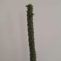 گل سریوس|گل و گیاه طبیعی|بسطام, |دیوار