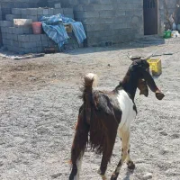 بز تالی پاکستانی آبستن وچپشت پاکستانی رودان|حیوانات مزرعه|بندرعباس, |دیوار