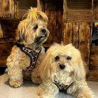 قلاده آرگونومیک و استاندارد برای سگ