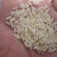 برنج رایگان