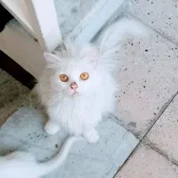 گربه پرشین *گمشده*|حیوانات|بندرعباس, |دیوار