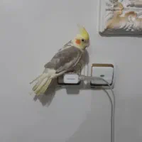 فروش عروس هلندی|پرنده|اهواز, مجاهد|دیوار