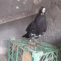 کبوتر|پرنده|تربت‌حیدریه, کلاته توکلی|دیوار