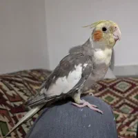 عروس هلندی گم شده