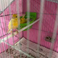 قناری جفت با جوجه