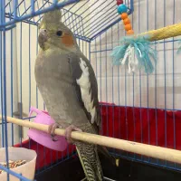 عروس هلندی ماده