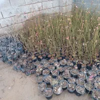 انواع نهال میوه بادام پسته گردو پیوندی و کشت بافت|خدمات باغبانی و درختکاری|نیشابور, دارایی|دیوار