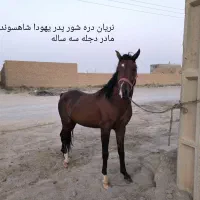 اسب دره شور مدرکدار