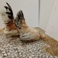 مرغ ریز جسته ۶ماه از نژاد جاپنیز