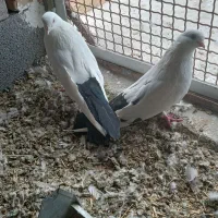 کبوتر تکدم|پرنده|لالجین, |دیوار