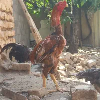 تخم مرغ لاری نطفه دار.