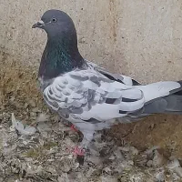 دوعدد گرفتنی|پرنده|آبادان, |دیوار