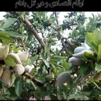 سلام ملک در هوشین۲ سهم فروشی