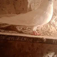 کفتر تهرانی نر