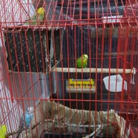 سه عدد مرغ عشق|پرنده|کوه چنار, |دیوار