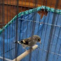 سهره نروماده