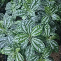 گل های آپارتمانی|گل و گیاه طبیعی|آبدانان, |دیوار