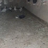 کفتر زاغ دم سفید