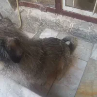 واگذاری شیتزو|سگ|مشهد, کوی دروی|دیوار