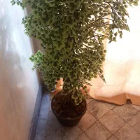 گلدان