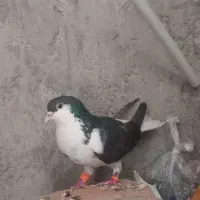 خرگوش همراه کبوتر