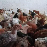 جوجه درشت دینور