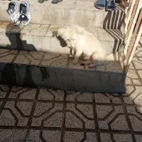 سگ فروشی|سگ|نیشابور, رحمت آباد|دیوار